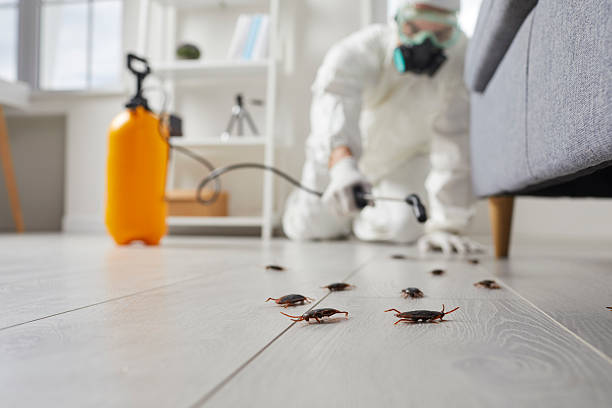 Affordable Termite Control solutions in Springs, NY